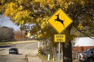 Deer Strikes On The Rise