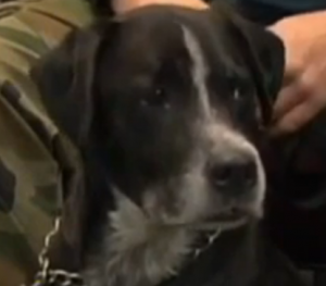 Tow Reunites Dog With Family
